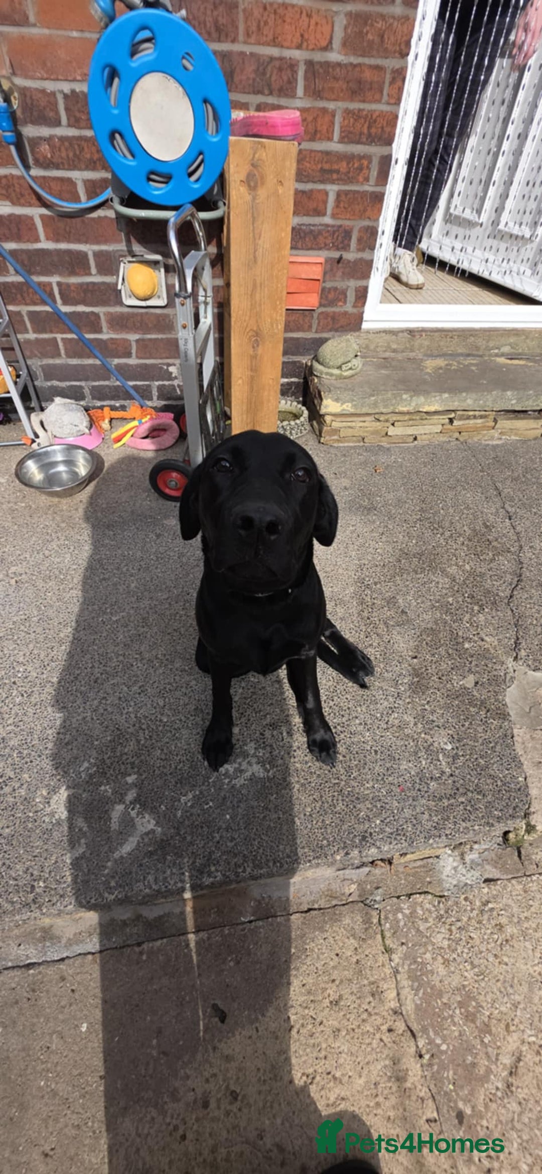 Labrador Retriever dogs for sale: Luna Labrador retriever - Image 1