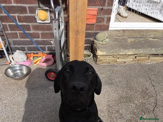 Labrador Retriever dogs - Advert 36