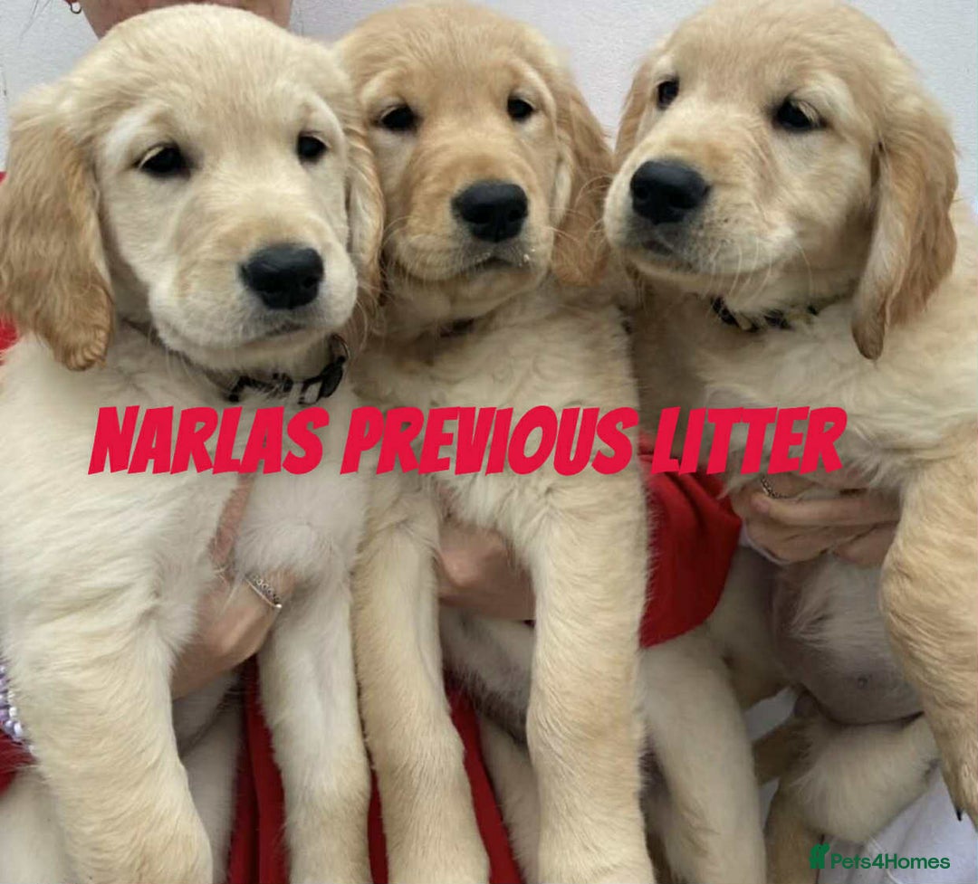 Golden Retriever dogs for sale: Golden Retriever Puppies due any day now!!! - Image 9