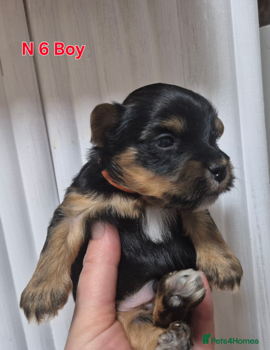 Biewer Terrier dogs for sale: Biewier terrier  - Image 19