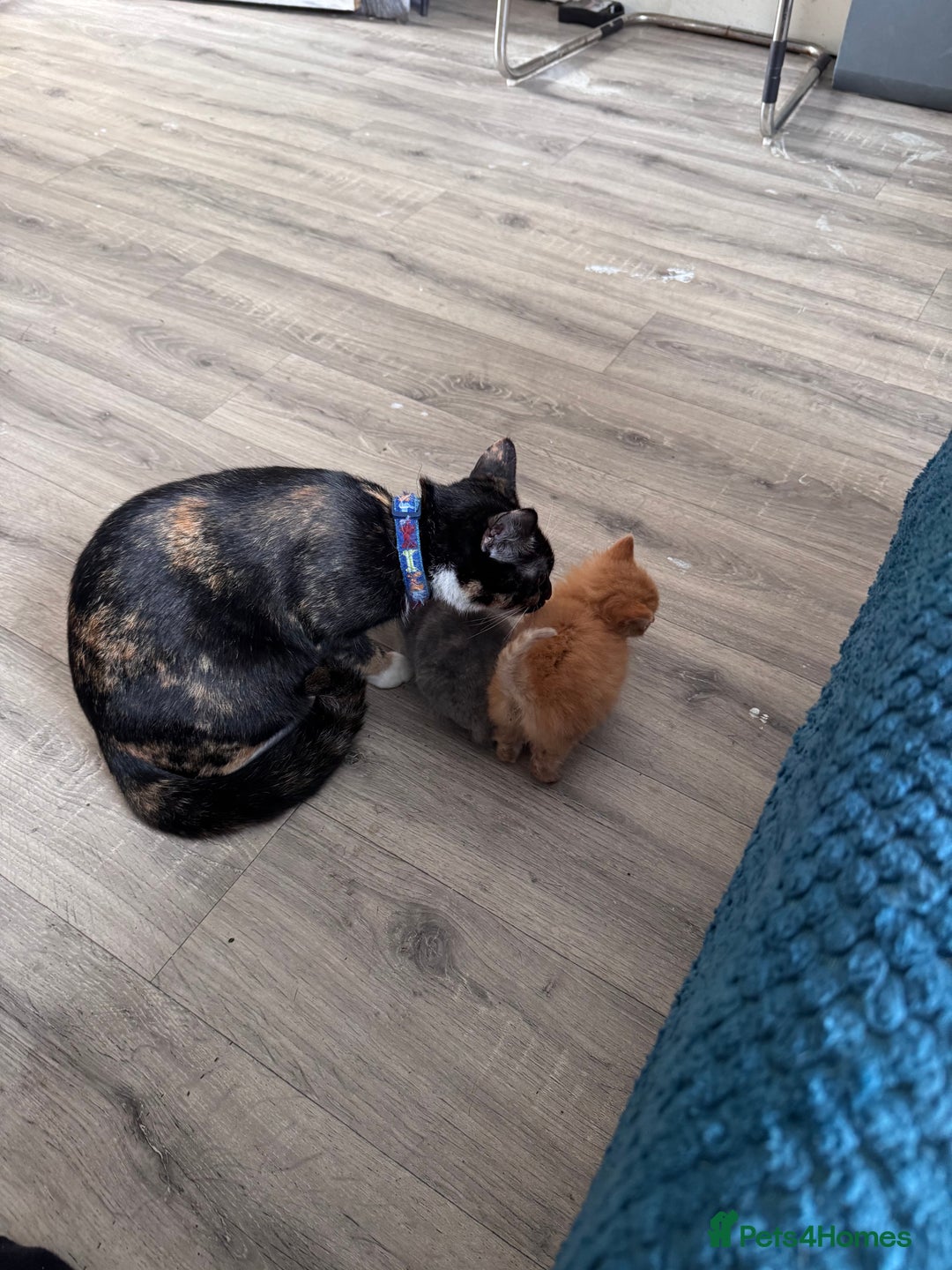 Mixed Breed cats for sale: beautiful male and female kittens 🩵🩷 - Image 3