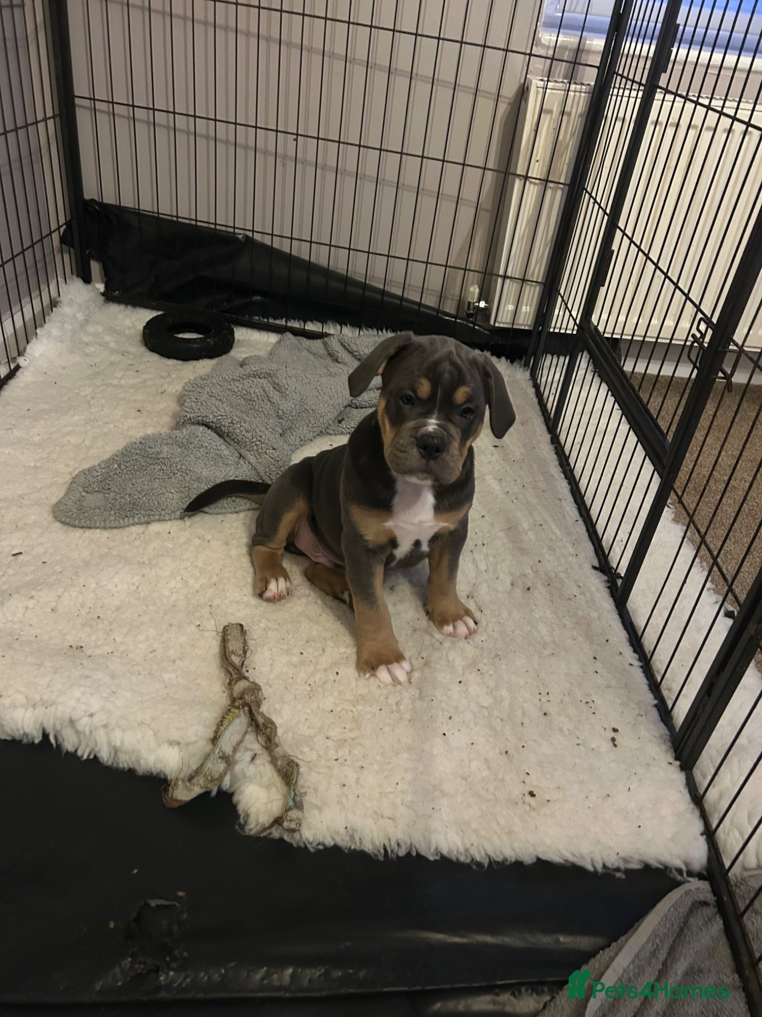 Olde English Bulldogge dogs 🔥Olde English bulldog puppies ready 2 leave🔥 - Advert 2