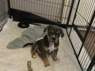 Olde English Bulldogge dogs 🔥Olde English bulldog puppies ready 2 leave🔥 - Advert 2