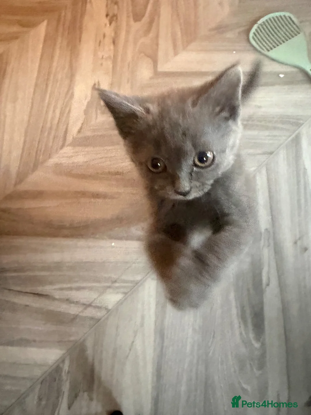 Mixed Breed cats for sale: Blue cat  - Advert 2