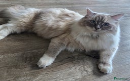 Ragdoll cats for sale: Pedigree ragdoll cats - Image 6