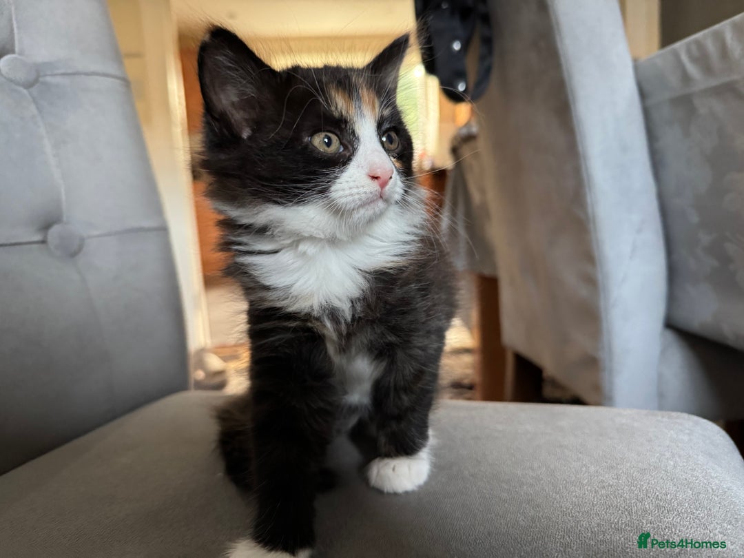 Mixed Breed cats for sale: Cute Kittens for Sale - Ginger, Grey and Black - Image 22