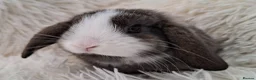 Mini Lop rabbits for sale: Baby Mini Lop Rabbits for sale - Advert 9