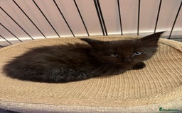 Maine Coon cats for sale:  Adorable Ragdoll x Maine Coon Kittens  - Image 19