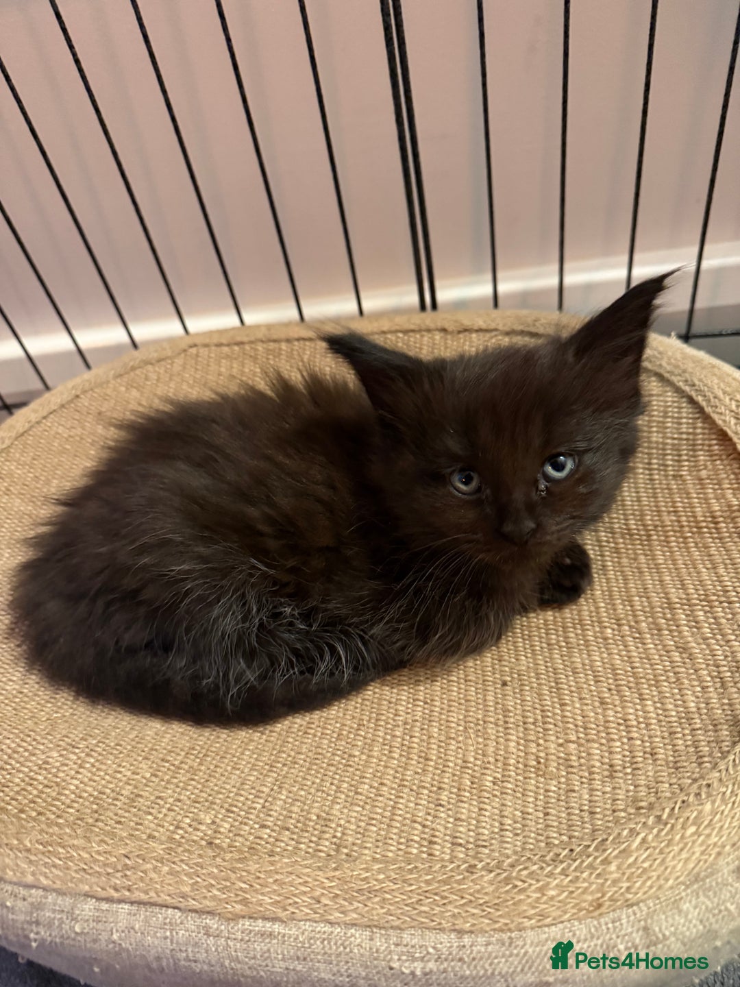 Maine Coon cats for sale:  Adorable Ragdoll x Maine Coon Kittens  - Image 19