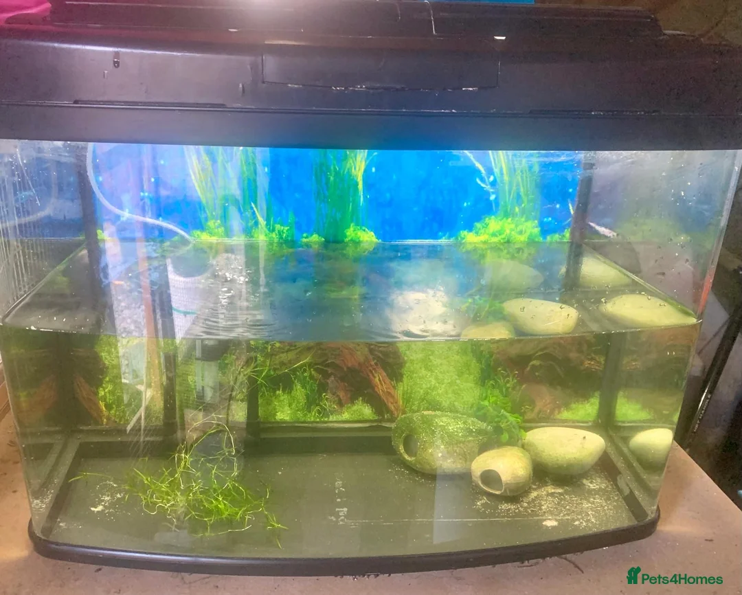 Other/Mixed Breed fish for sale: Axolotl full set up x2  - Advert 3