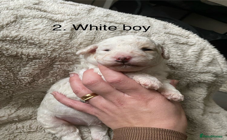 Poochon dogs F2 poochon  - Advert 4