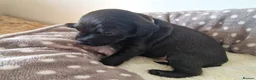 Patterdale Terrier dogs for sale: 1 left - Working Patty Pup - Advert 29