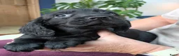 Cocker Spaniel dogs for sale: Stunning Cocker Spaniel Puppies  - Advert 5