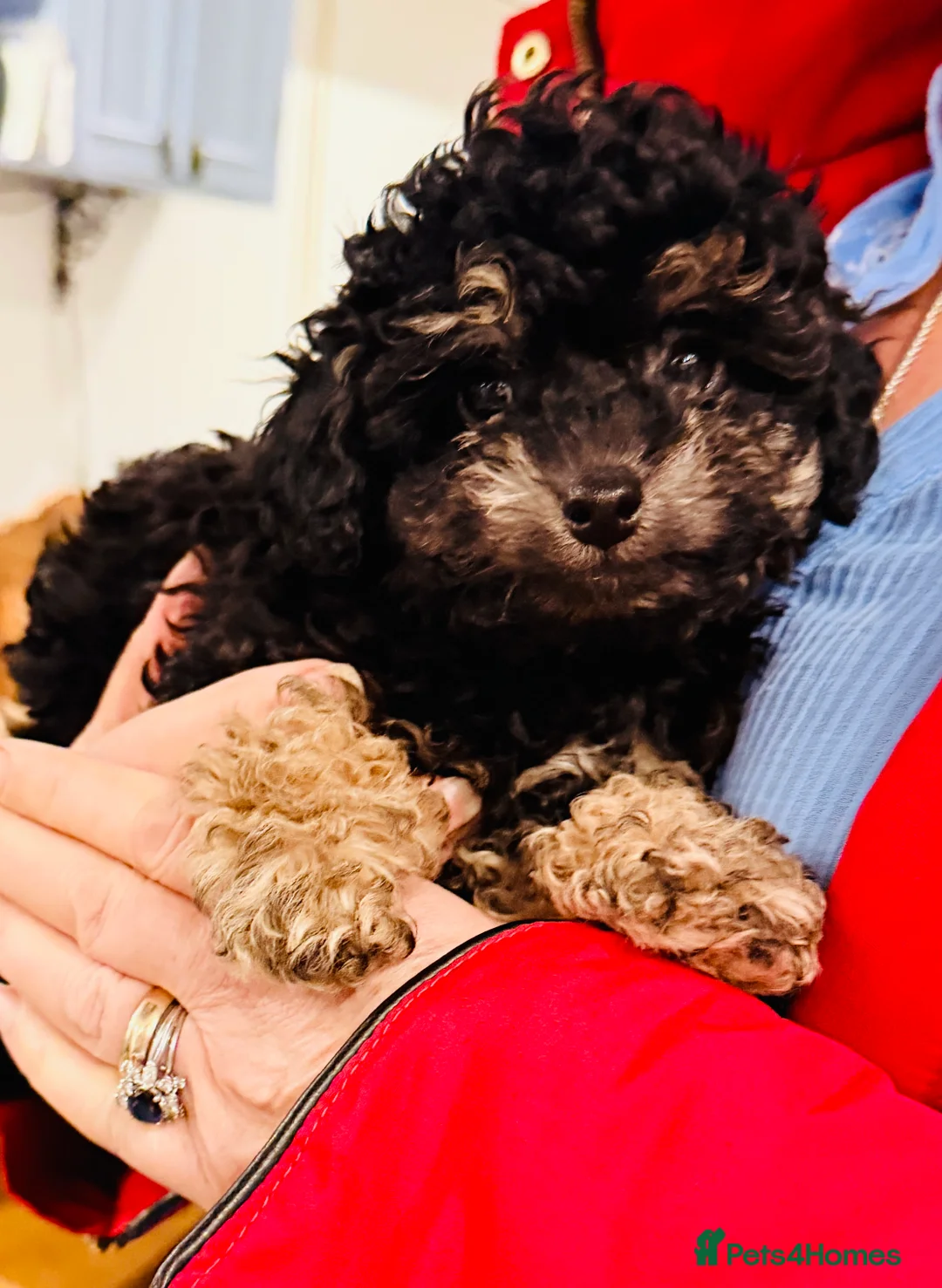 Toy Poodle dogs for sale: Beautiful KC Phantom Poodle Boy - Advert 3