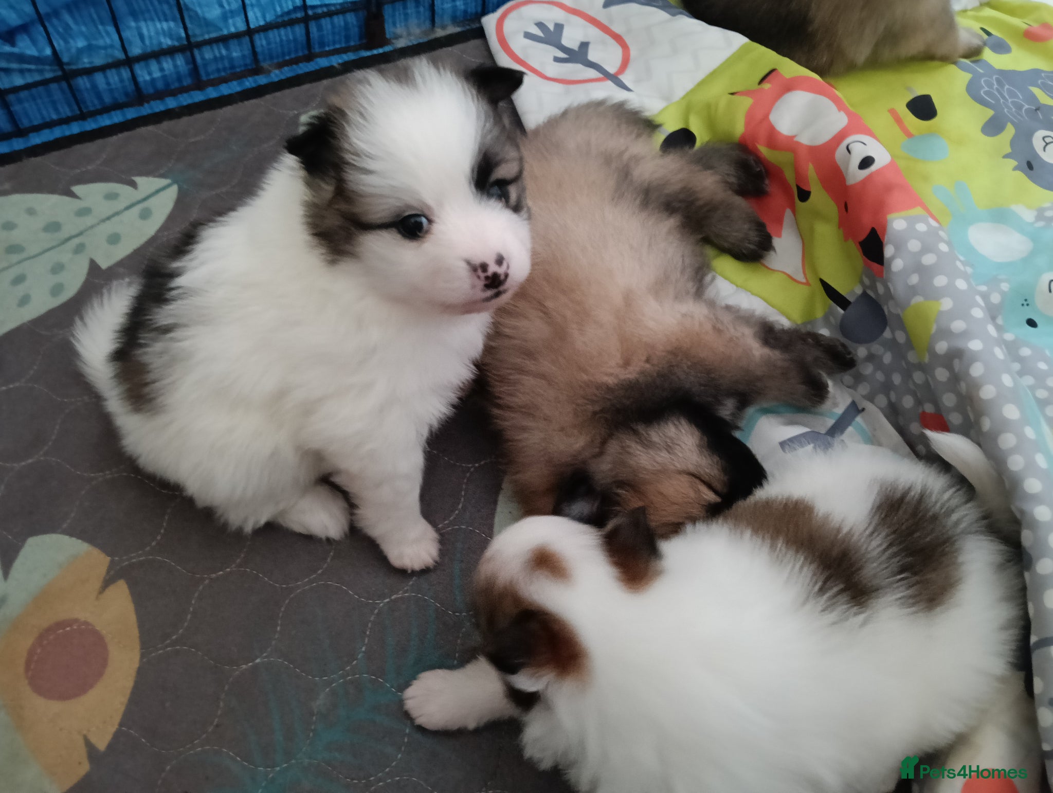 Pomeranian dogs Pomeranian puppies  - Advert 4