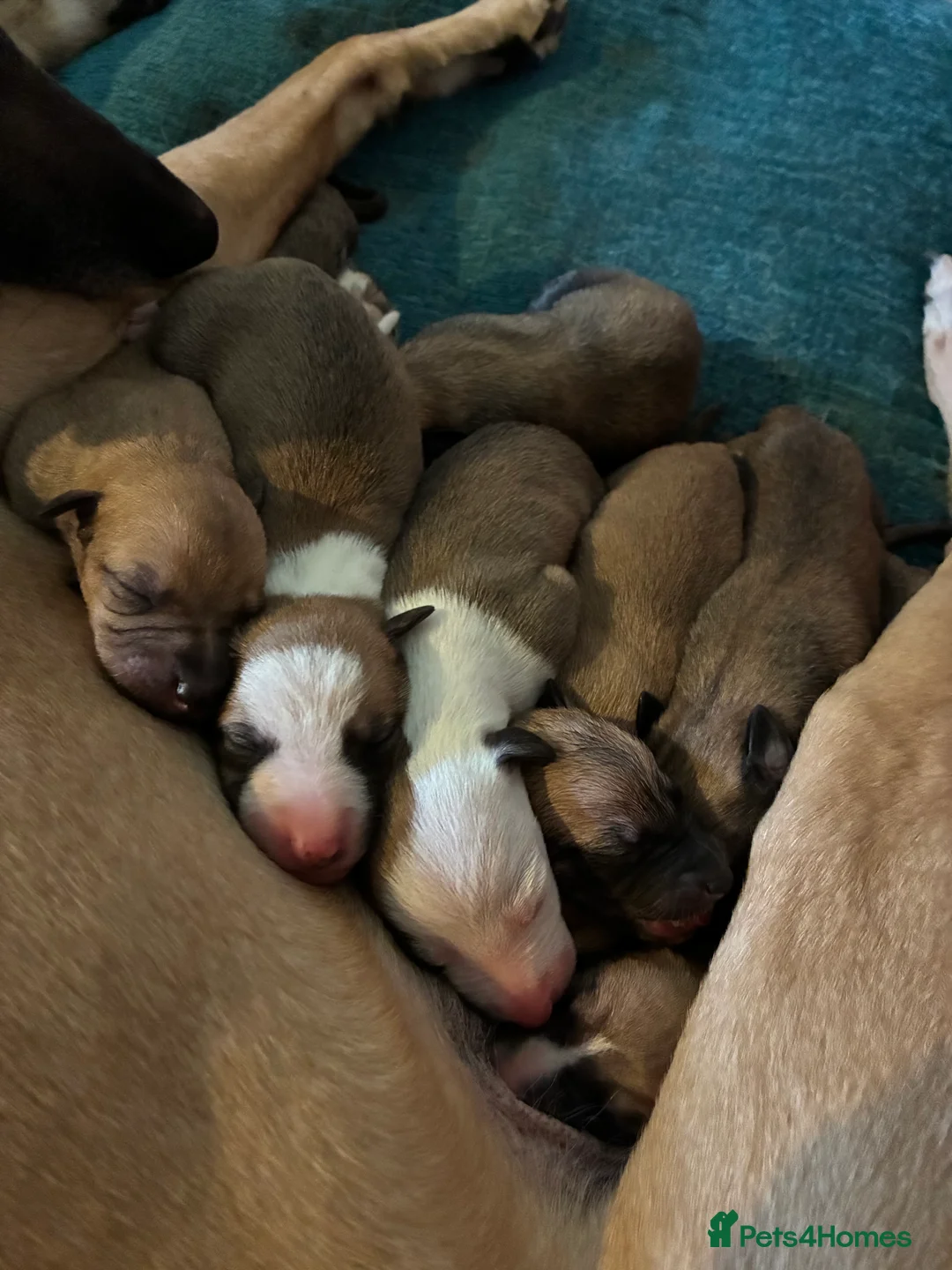 Whippet dogs for sale: Beautiful litter of Whippet puppies - Advert 6