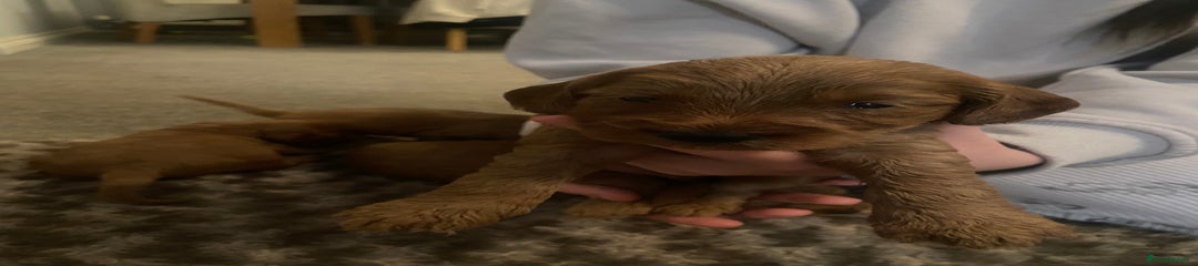 Cockapoo Puppy 7