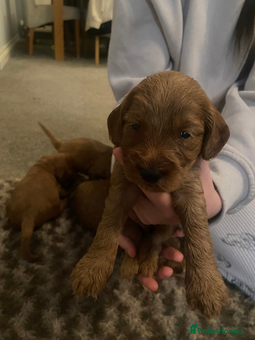 Cockapoo dogs for sale: Cockapoo pups for sale  - Image 9
