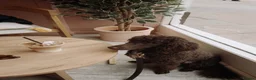 Miniature Poodle dogs for sale: Chocolate Miniature Poodle in London - Advert 6