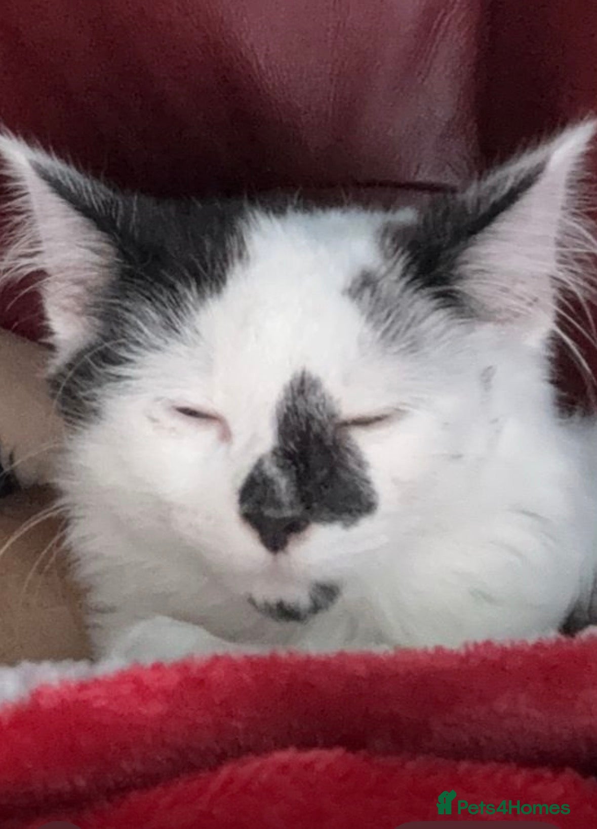 Mixed Breed cats Lovely female kitten 2 colours eyes  - Advert 1