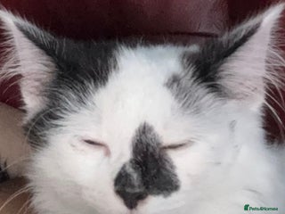 Mixed Breed cats Lovely female kitten 2 colours eyes - Advert 1