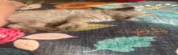Ragdoll cats for sale: 2 boys for £700 (one from my other advert) - Advert 23