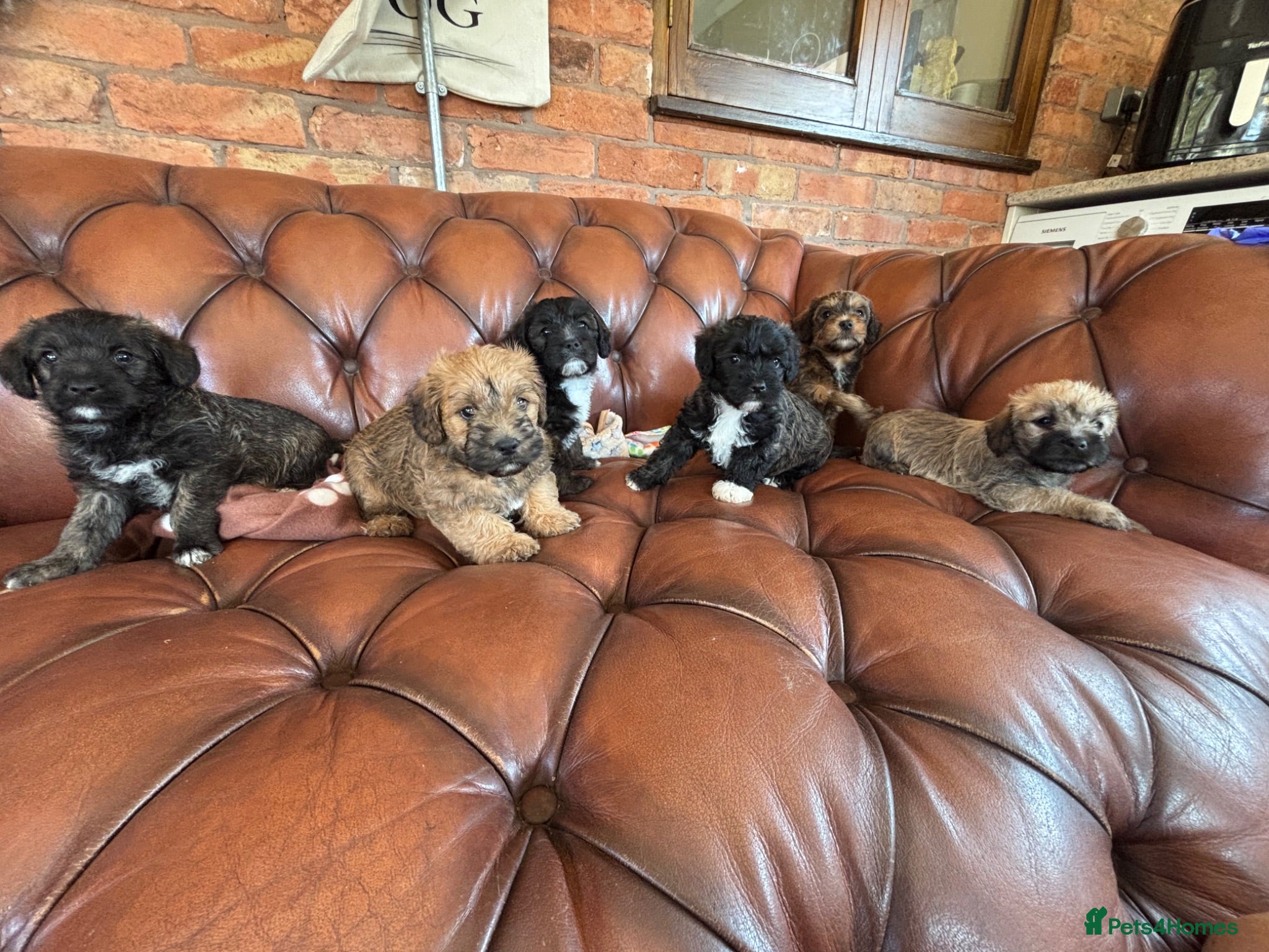 Mixed Breed dogs F1 Cairndoodle Puppies  - Advert 3
