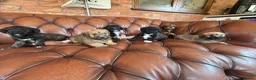 Mixed Breed dogs for sale: F1 Cairndoodle Puppies  - Advert 12