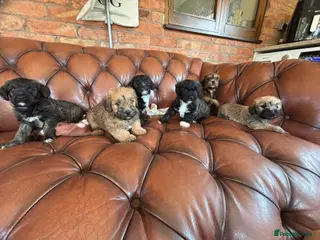 Mixed Breed dogs F1 Cairndoodle Puppies - Advert 3