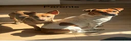 Jack Russell dogs for sale: Miniature Jack russell puppy's for sale  - Advert 14