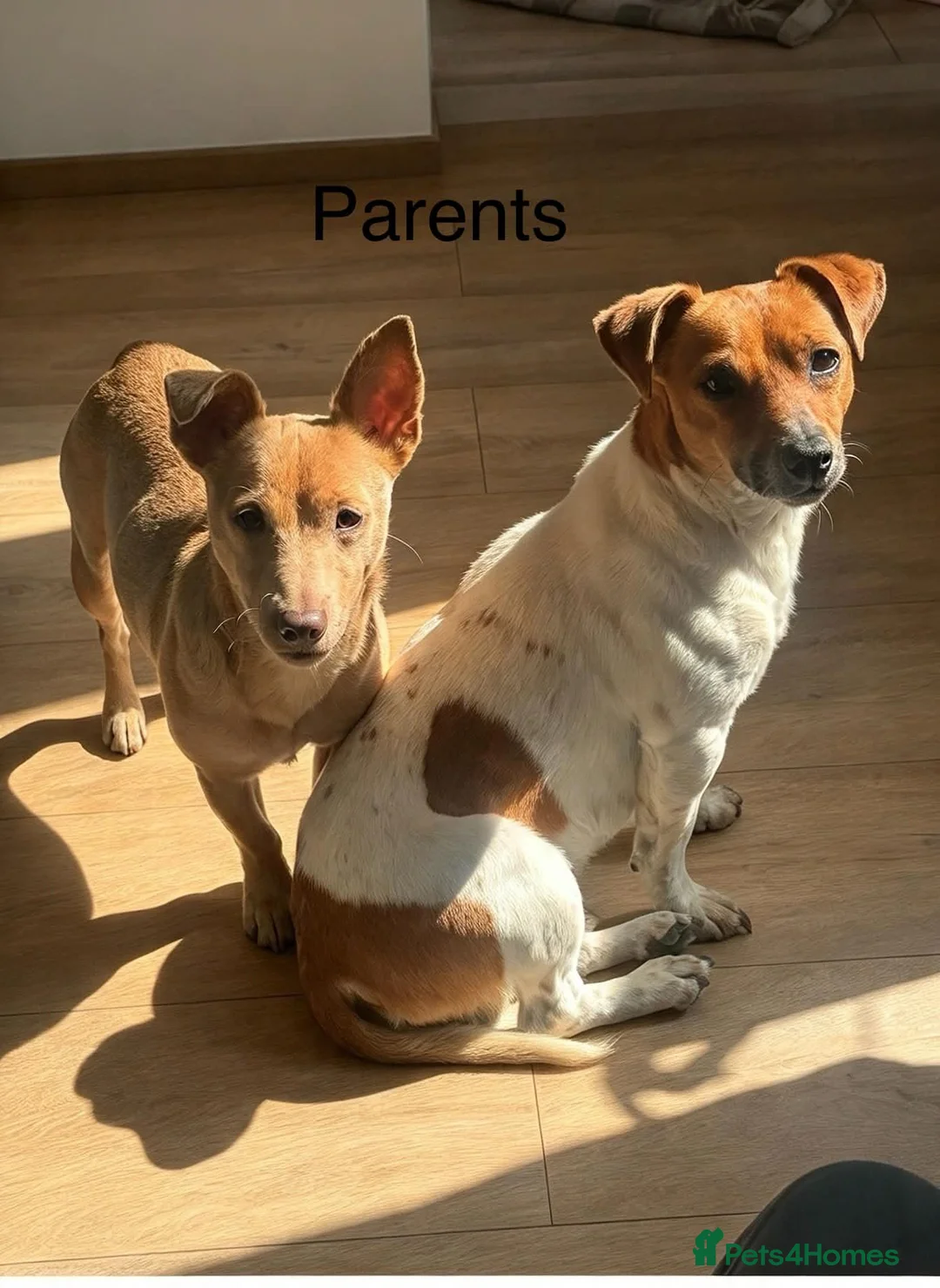 Jack Russell dogs for sale: Miniature Jack russell puppy's for sale  - Advert 14