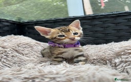 Bengal cats for sale: GORGEOUS PURE BENGAL KITTENS READY TO GO ❤️ - Image 26