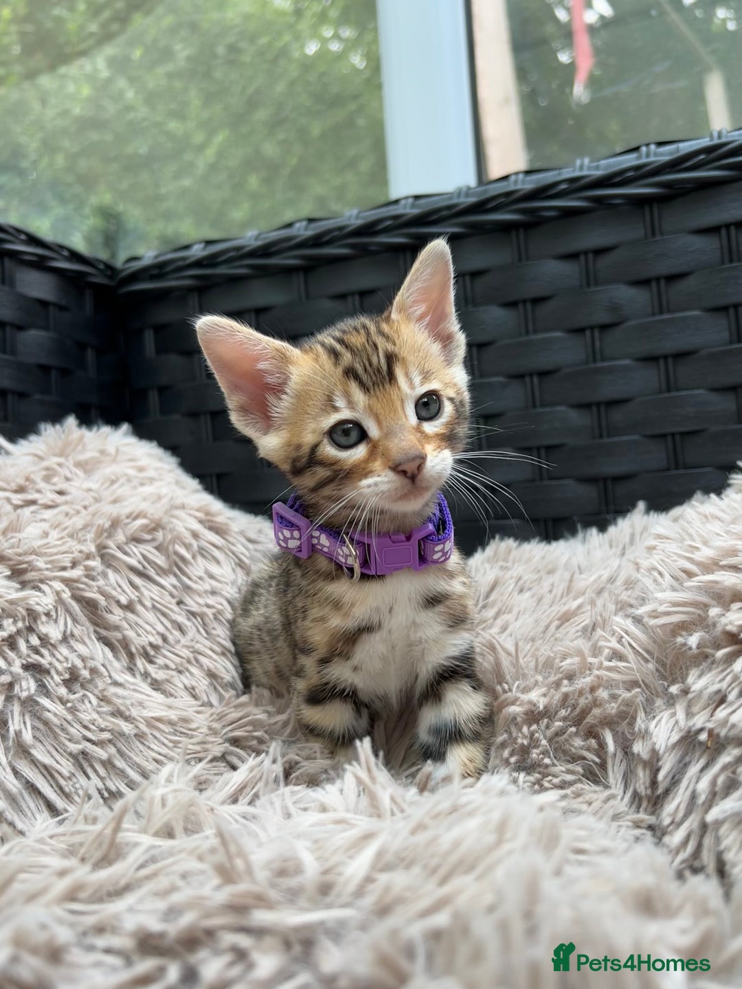 Bengal cats for sale: GORGEOUS PURE BENGAL KITTENS READY TO GO ❤️ - Image 26
