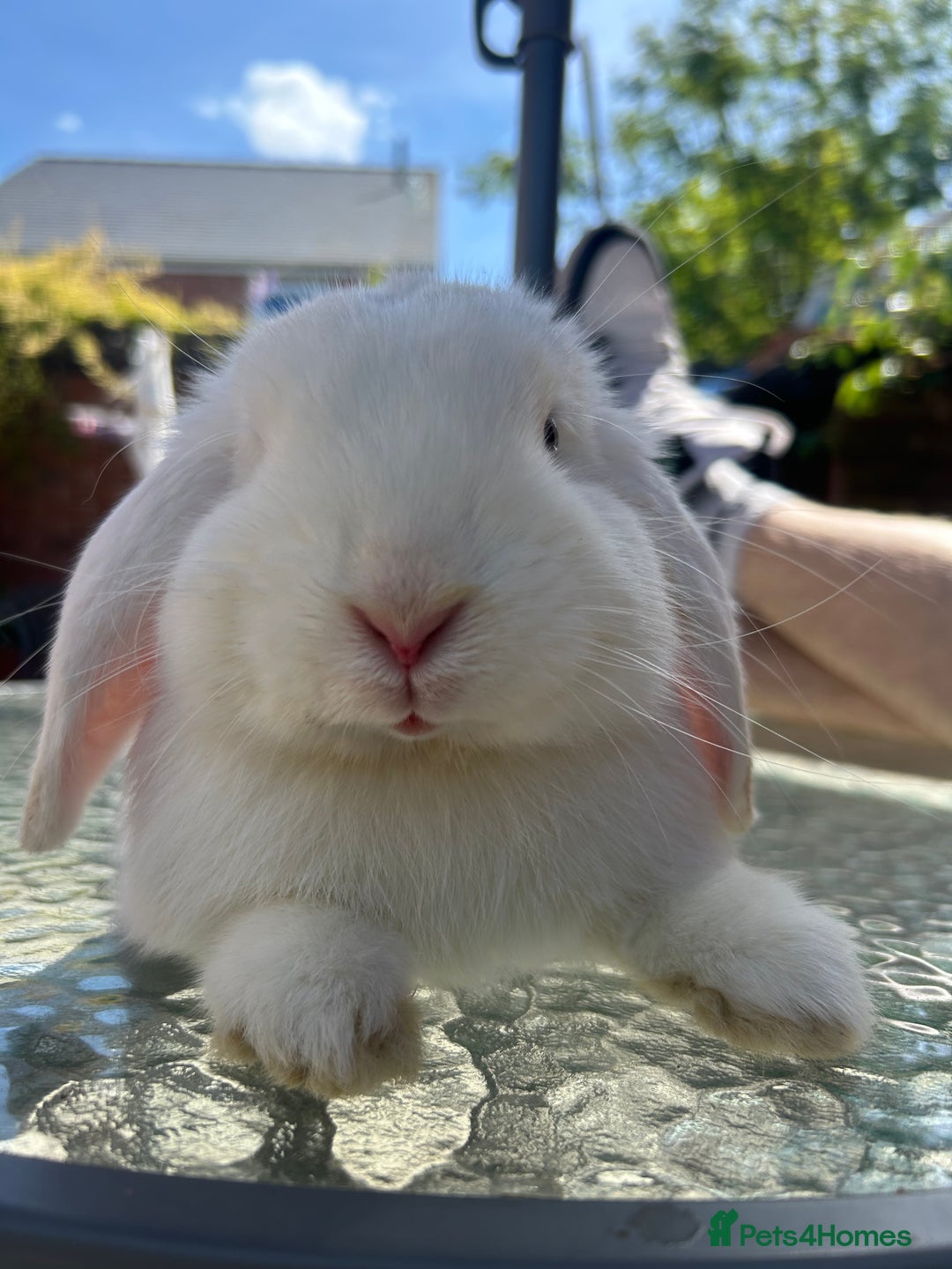 Mini Lop rabbits for sale: Holland lops  - Image 8