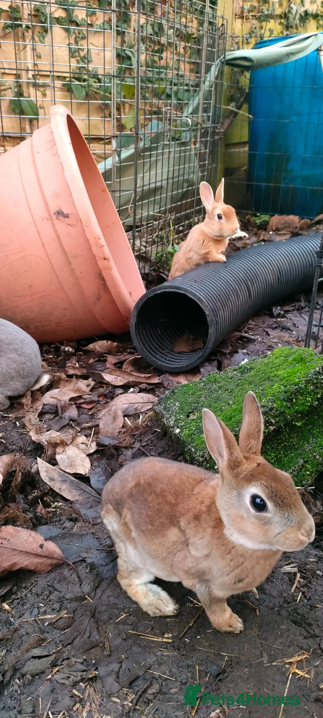 Rex rabbits for sale: Purebred, cute, friendly mini rex babies- m and f - Advert 6