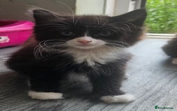 British Longhair cats for sale: Part ragdoll kittens - Image 3