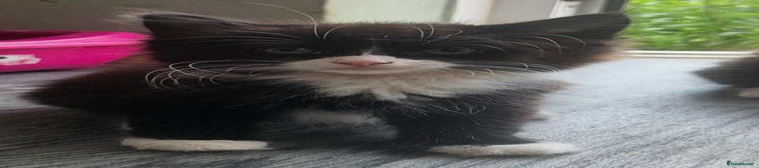 British Longhair Kitten 1