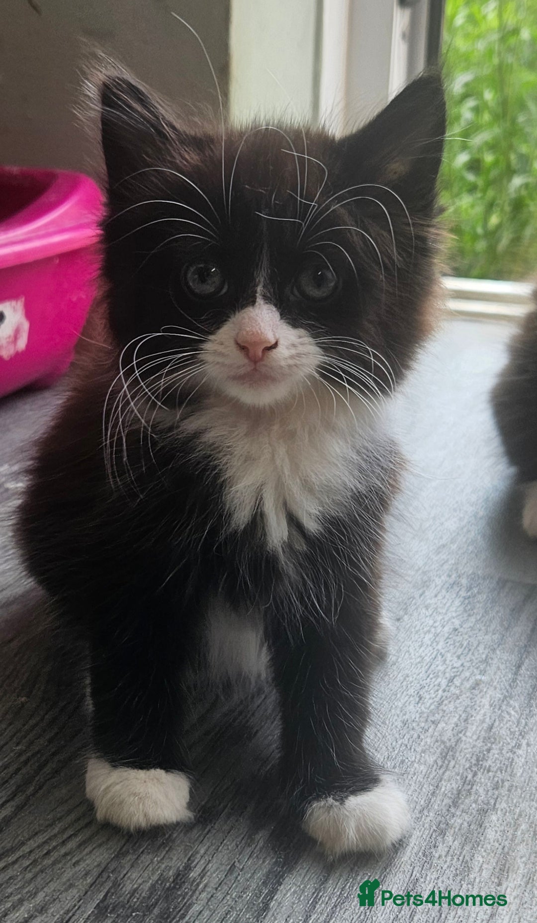 British Longhair cats for sale: Part ragdoll kittens - Image 3