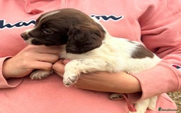 English Springer Spaniel dogs for sale: Springer spaniel puppies - Image 3