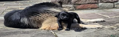 Labrador Retriever Puppy 7