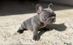 French Bulldog dogs for sale: Healthy Blue French Bulldog Babies - Image 7