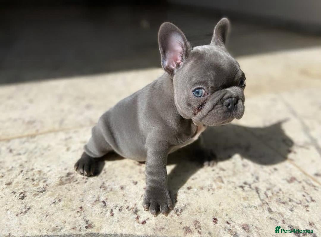 French Bulldog dogs for sale: Healthy Blue French Bulldog Babies - Image 7