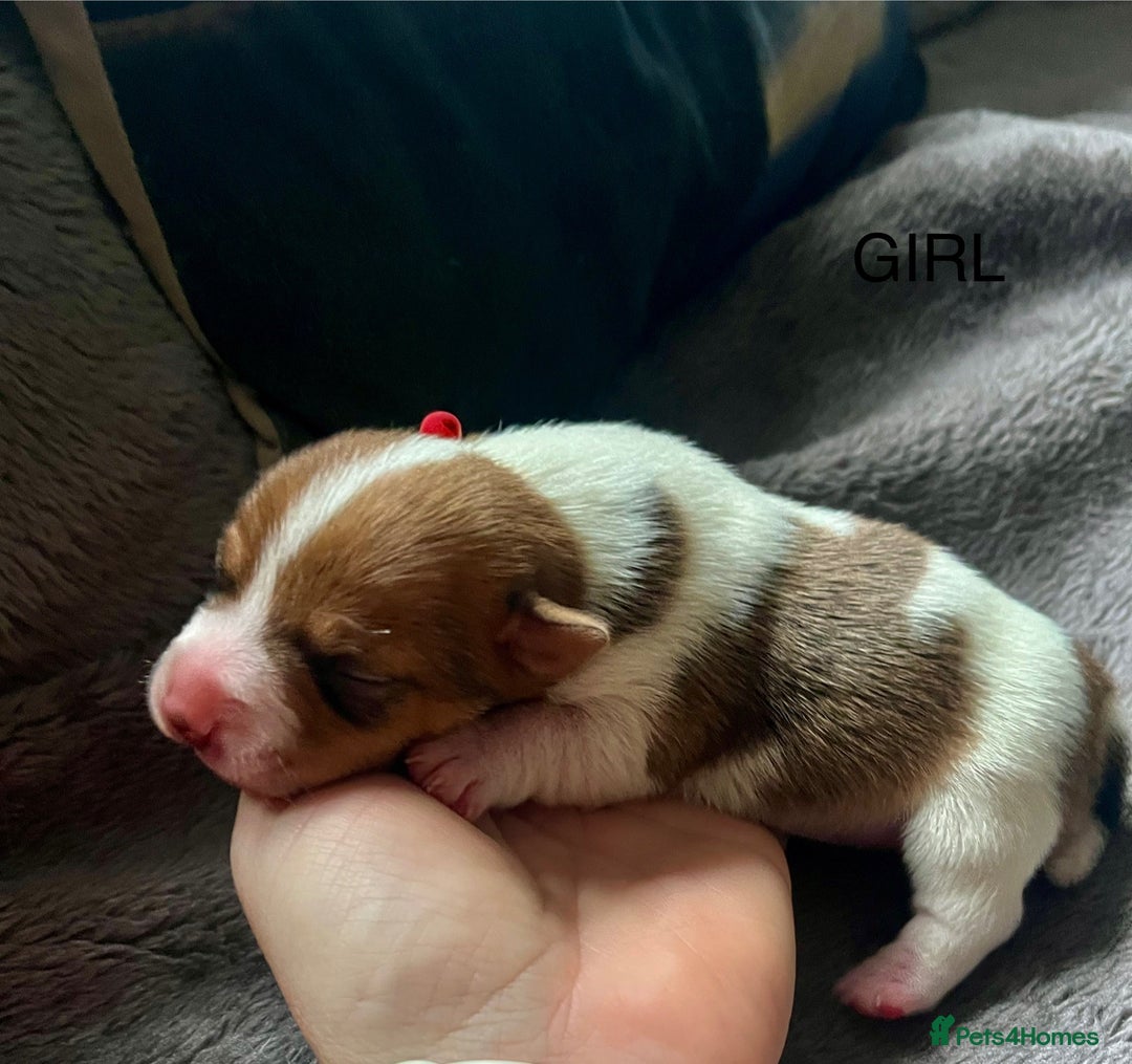 Jack Russell dogs for sale: ** Stunning Pure Miniature Jack Russell Pups ** - Image 15