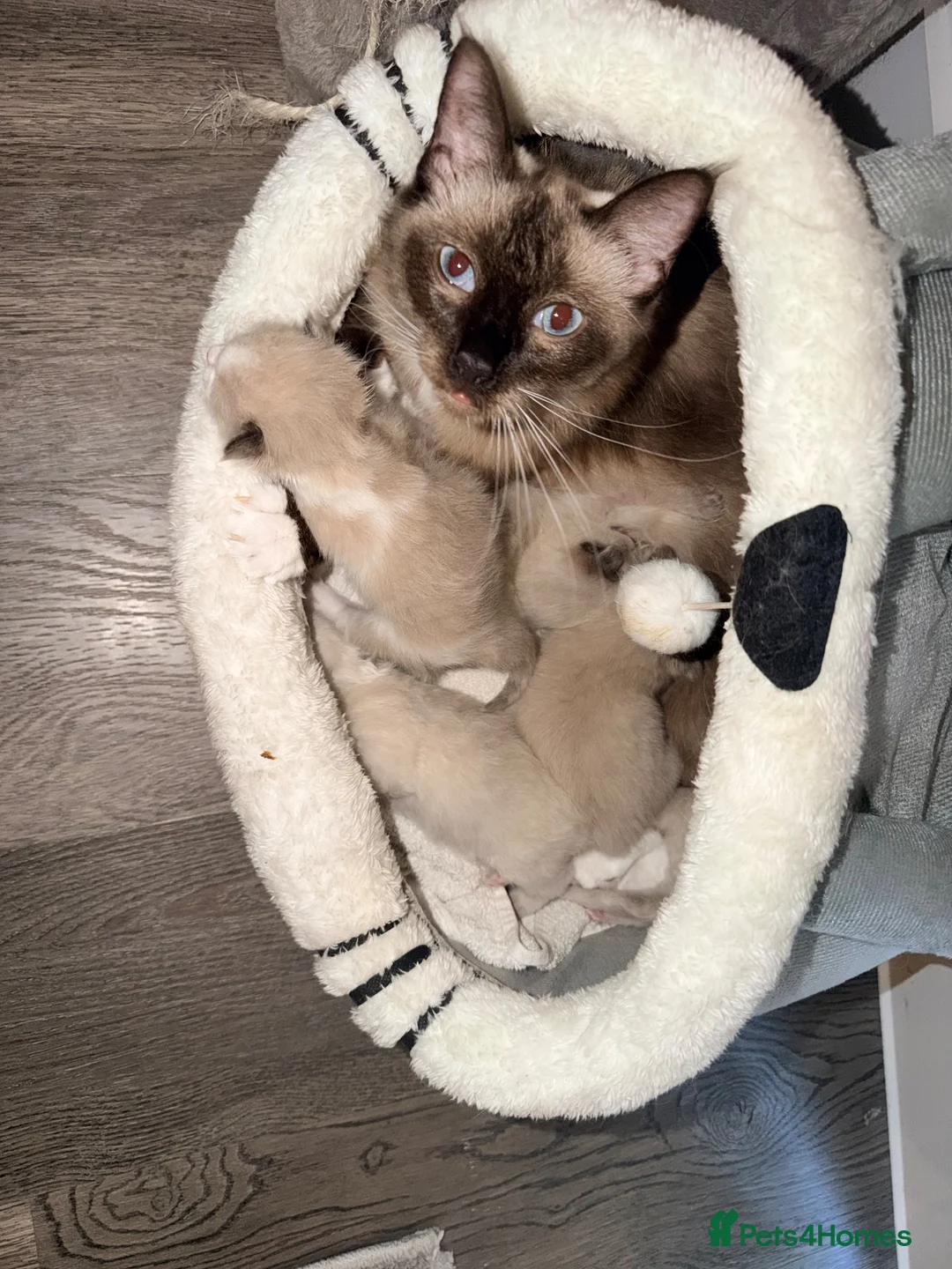 Ragdoll cats for sale: Purebred Ragdoll Kittens – Taking Reservations Now - Advert 2
