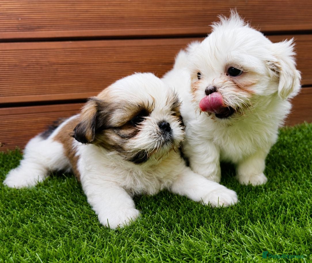 Shih Tzu dogs ❤️🐶Stunning Shih Tzu puppies - Advert 2