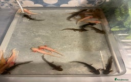 Other/Mixed Breed fish for sale: Axolotl‘s - Image 1