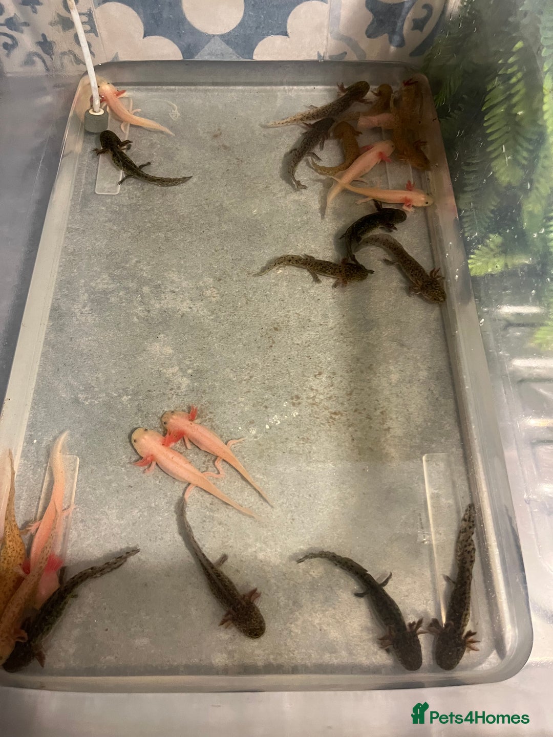 Other/Mixed Breed fish for sale: Axolotl‘s - Image 1