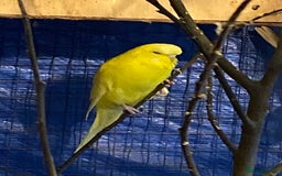 Budgerigars birds for sale: 3 pairs of Budgies  - Advert 4