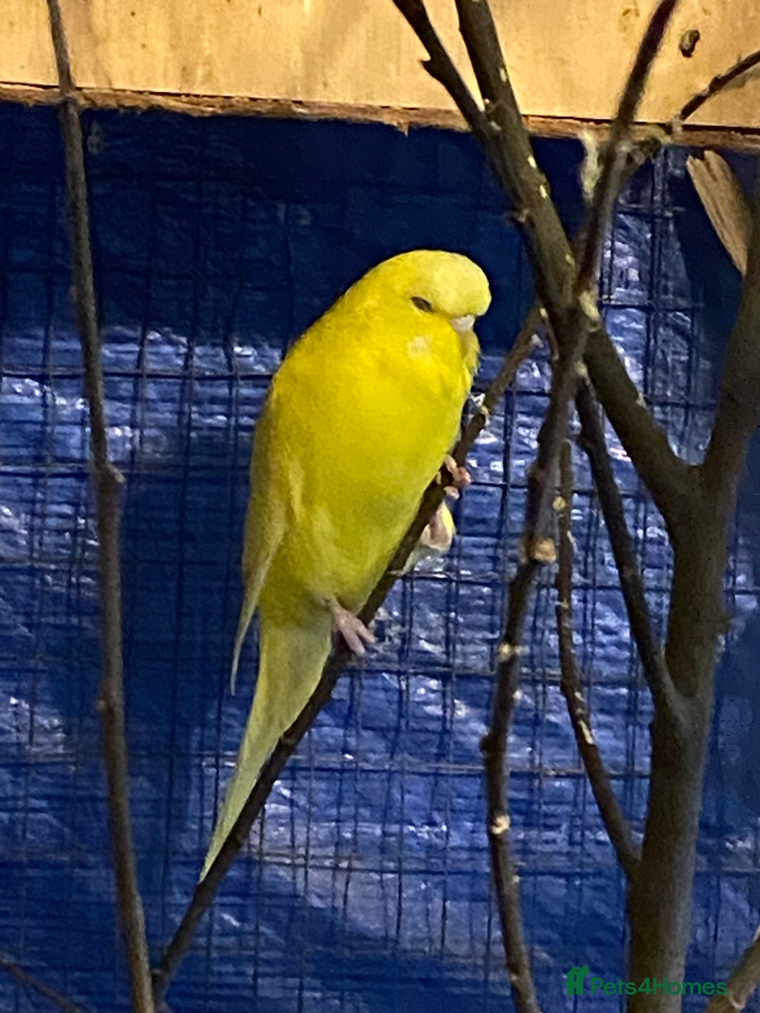 Budgerigars birds for sale: 3 pairs of Budgies  - Advert 4