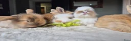 Mixed Breed rabbits for sale: Gorgeous bunnies for sale - Advert 3